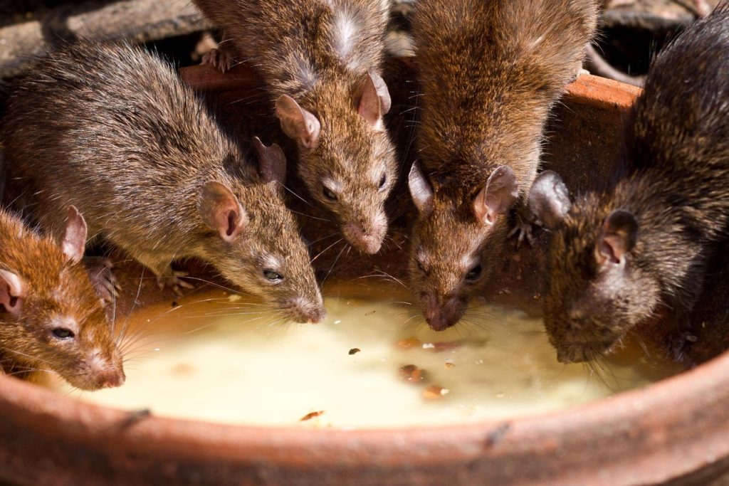 Sydney Monger, rat infestation, IRS