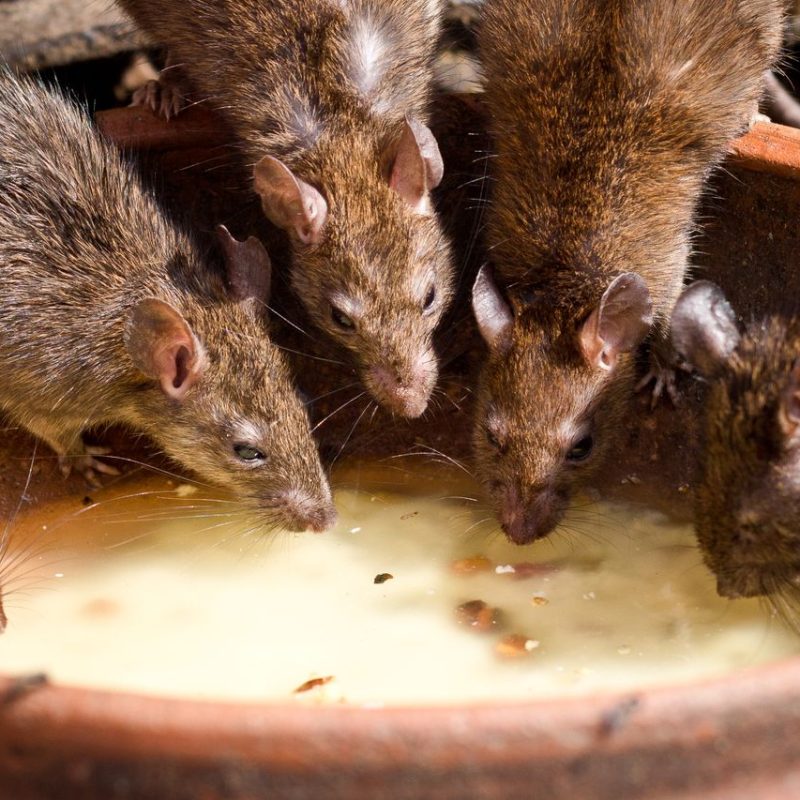 Sydney Monger, rat infestation, IRS