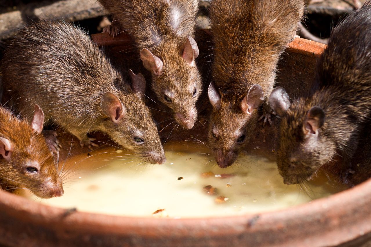 Sydney Monger, rat infestation, IRS